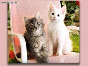  TWO chatons