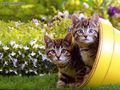 kittens - TWO KITTENS wallpaper