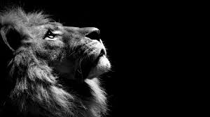  The Majestic Lion