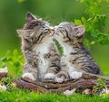 beautiful sweet kittens❤️🌸 - animals photo