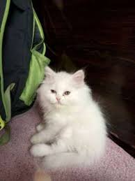  White Kitty