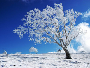  winter 木, ツリー ❄