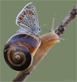 A butterfly and a snail - animals photo