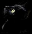 Beautiful Black Cat - cherl12345-tamara photo