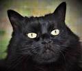 Beautiful Black Cat - cherl12345-tamara photo