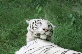 Beautiful White Tiger