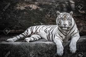  Beautiful White Tiger