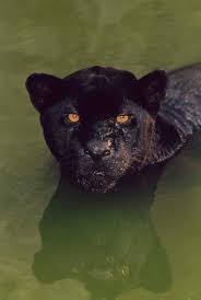 Black Panther Taking A Dip