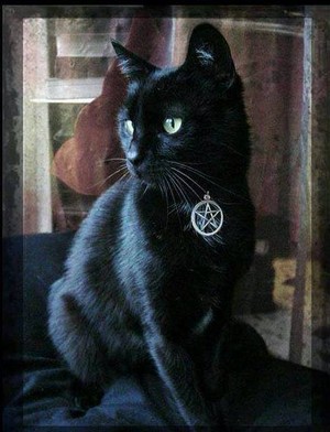 Black cats and witches
