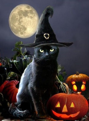 Black cats and witches