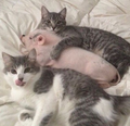 Cats and a pig - animals photo