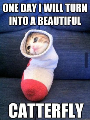 Cute Sock Cat