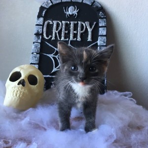  Halloween anak kucing
