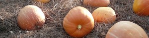  हैलोवीन Pumpkins