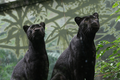 Panthers - animals photo