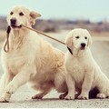 Puppy Love - dogs photo