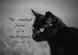 Quote Pertaining To Black Cats