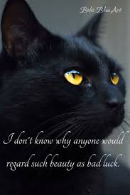  Quote Pertaining To Black 고양이