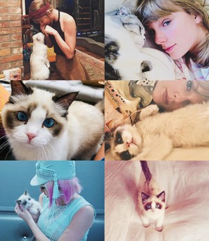 TAYLOR SWIFT CATS DAYS