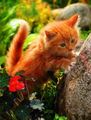 beautiful kitten🐱🧡 - animals photo