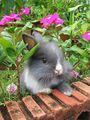 cute bunnies🐰❤️🌸 - animals photo