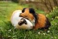 idk - guinea-pigs photo