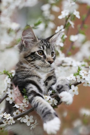 Apple Blossom Kitty ❤️