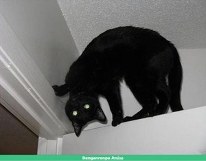  Cat Demon
