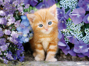  Springtime Kitten 🦋