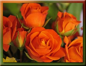  Warm laranja rosas