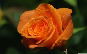 Warm Orange Roses