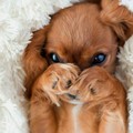 cute puppy🐶 - dogs photo
