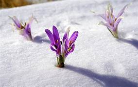  winter fiori