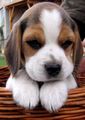Beagle puppies🐶❤  - animals photo