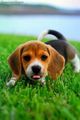 Beagle puppies🐶❤  - animals photo