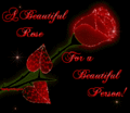 A Beautiful Red Rose for a Beautiful Person (Like You) - love fan art