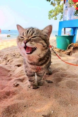 CATS ON THE BEACH