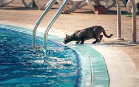 Cat By The Pool