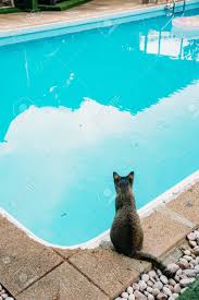 Cat By The Pool