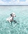 Dalmatian puppy🐕💖 - puppies photo