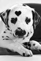 Dalmatian puppy🐕💖 - puppies photo