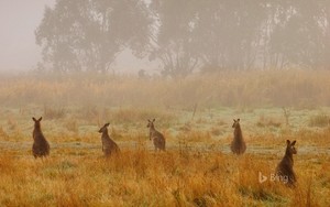  Eeastern grey kangaroos in Kosciuszko National Park