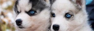 Husky Puppy Banner ❤️