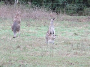 Kangaroo Family 