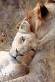 Lions❤  - lions photo
