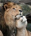 Lions❤  - lions photo