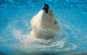  Polar oso, oso de