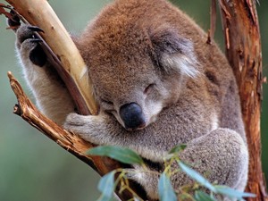  Sleeping Koala
