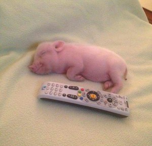  Tiny Pig 😍