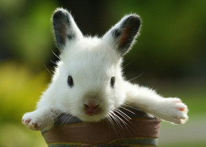  bunny in a pot.jpg